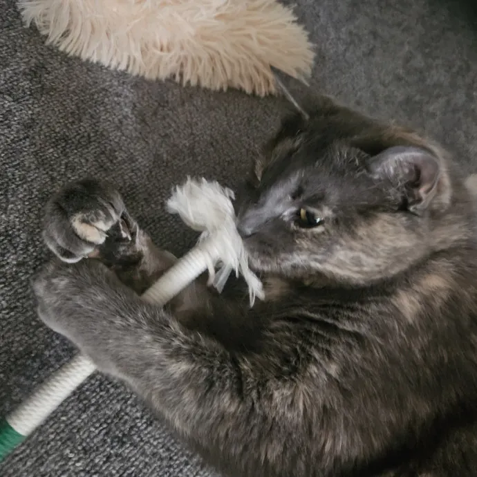 Blue Ribbon Cat Sitter Of Queen City