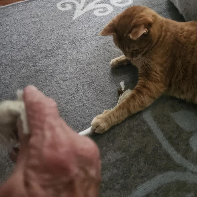 Blue Ribbon Cat Sitter Of Queen City
