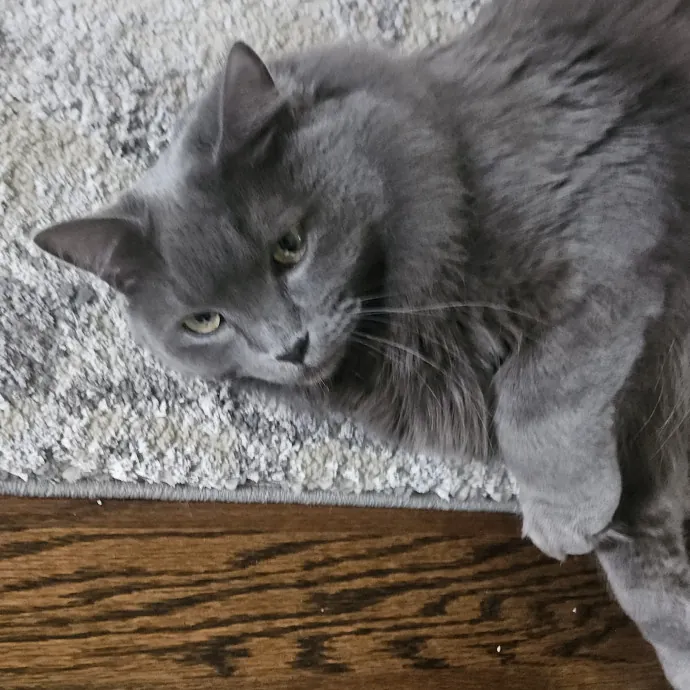 Blue Ribbon Cat Sitter Of Queen City