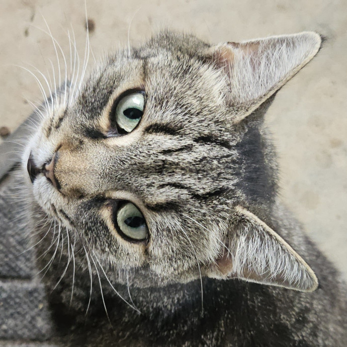 Blue Ribbon Cat Sitter Of Queen City