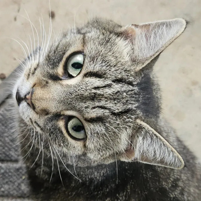 Blue Ribbon Cat Sitter Of Queen City