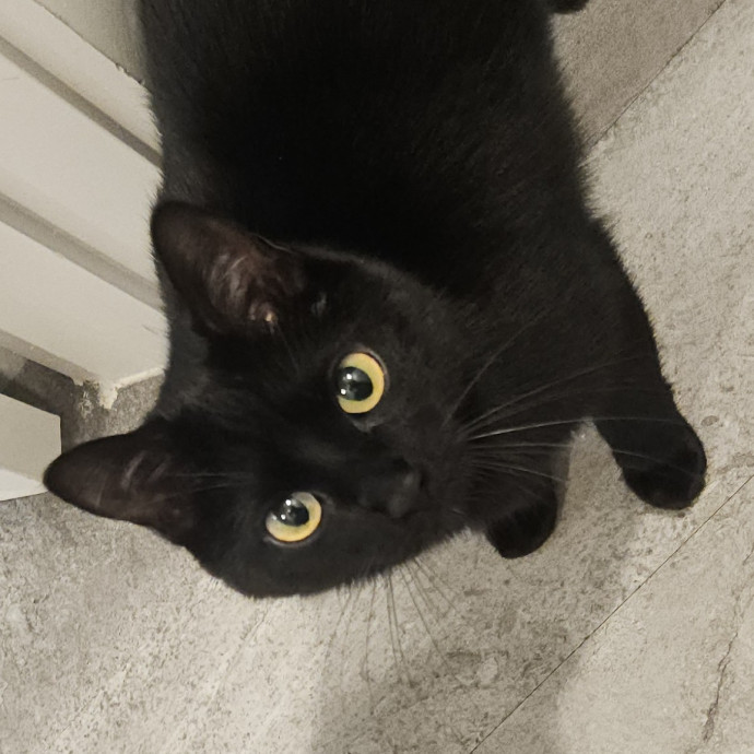 Blue Ribbon Cat Sitter Of Queen City