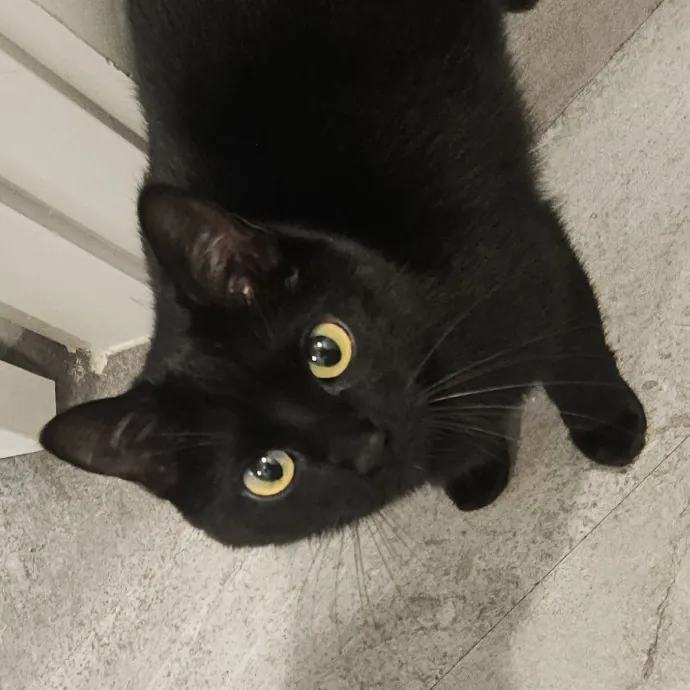 Blue Ribbon Cat Sitter Of Queen City