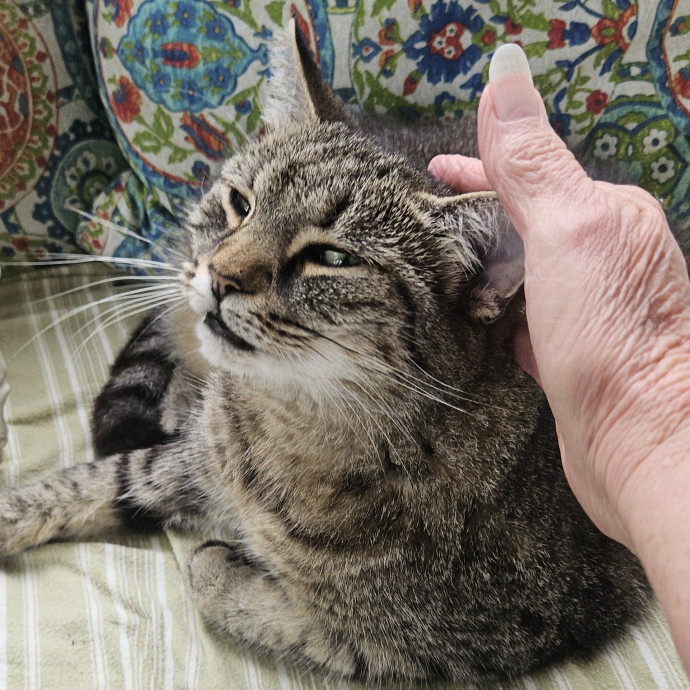 Blue Ribbon Cat Sitter Of Queen City