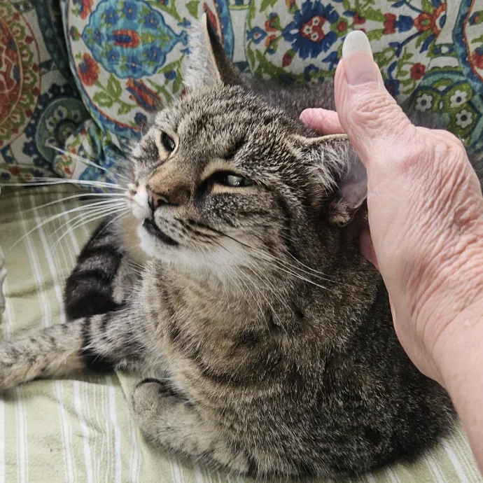 Blue Ribbon Cat Sitter Of Queen City