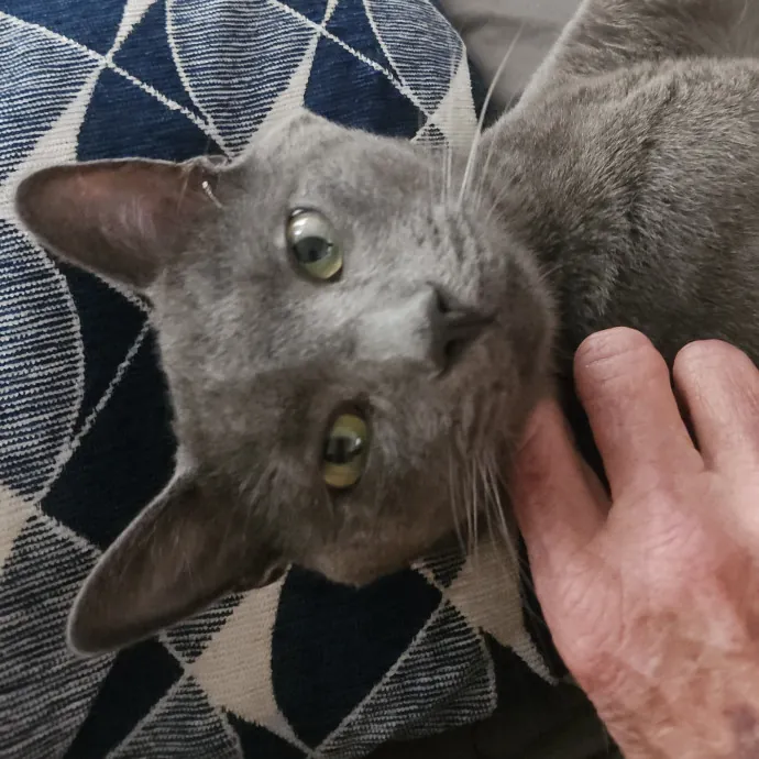 Blue Ribbon Cat Sitter Of Queen City