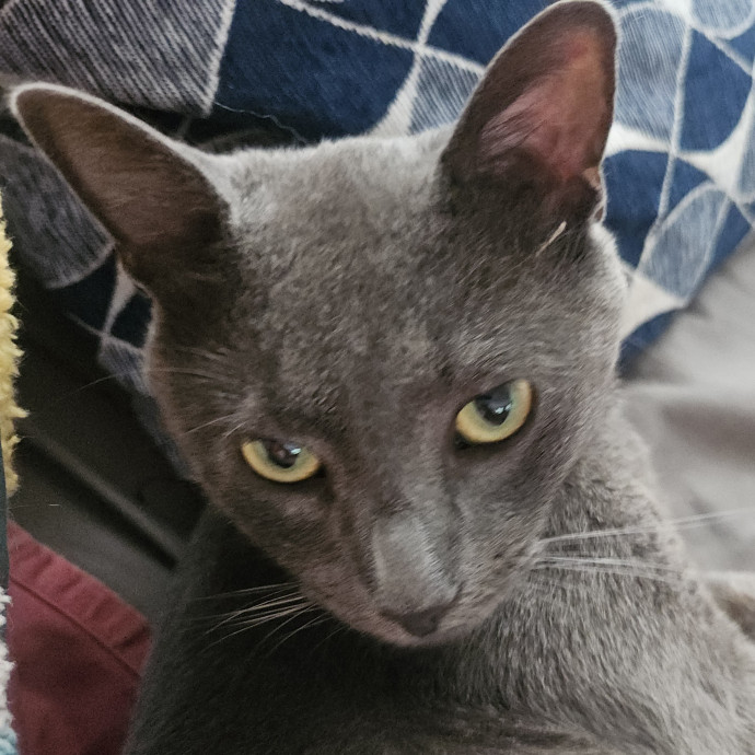 Blue Ribbon Cat Sitter Of Queen City