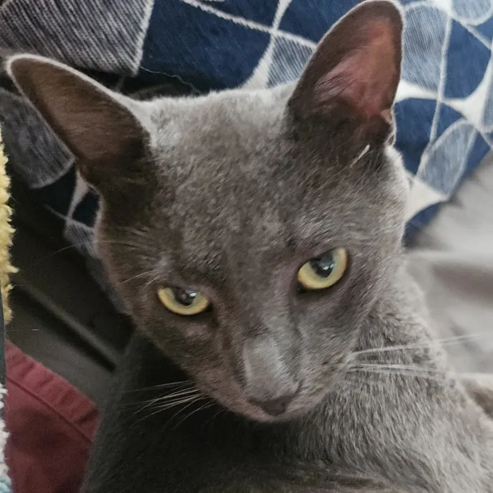 Blue Ribbon Cat Sitter Of Queen City