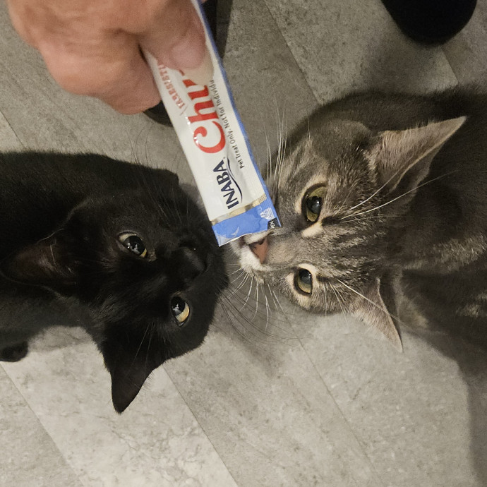 Blue Ribbon Cat Sitter Of Queen City