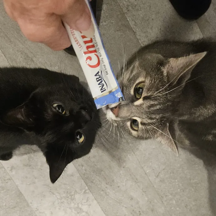 Blue Ribbon Cat Sitter Of Queen City