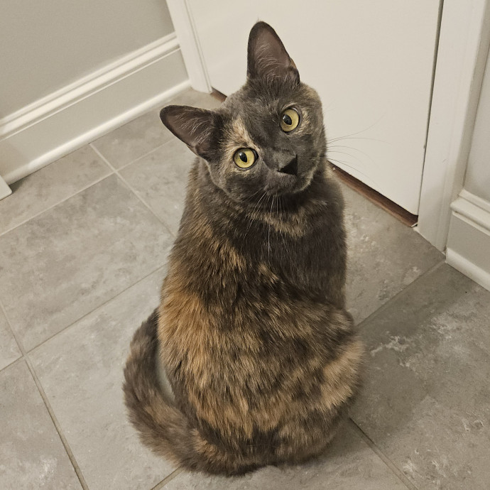 Blue Ribbon Cat Sitter Of Queen City
