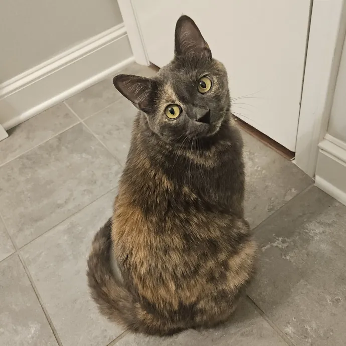 Blue Ribbon Cat Sitter Of Queen City