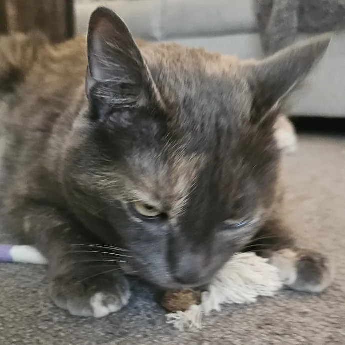 Blue Ribbon Cat Sitter Of Queen City
