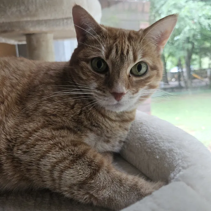 Blue Ribbon Cat Sitter Of Queen City