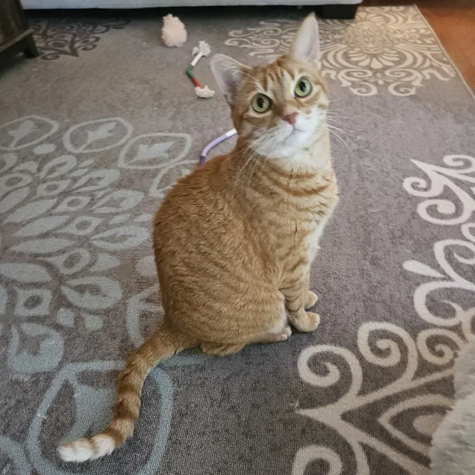 Blue Ribbon Cat Sitter Of Queen City