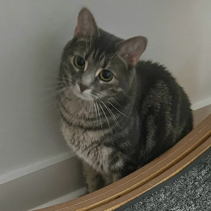 Blue Ribbon Cat Sitter Of Queen City