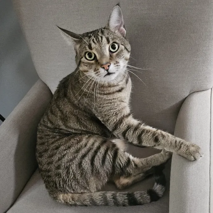 Blue Ribbon Cat Sitter Of Queen City