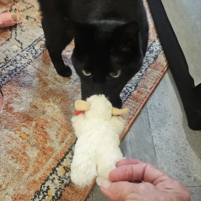 Blue Ribbon Cat Sitter Of Queen City