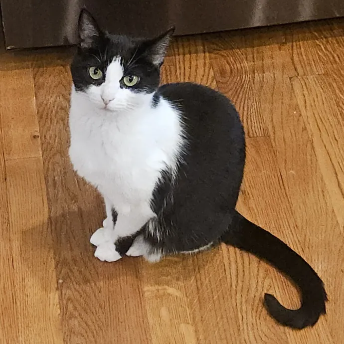 Blue Ribbon Cat Sitter Of Queen City