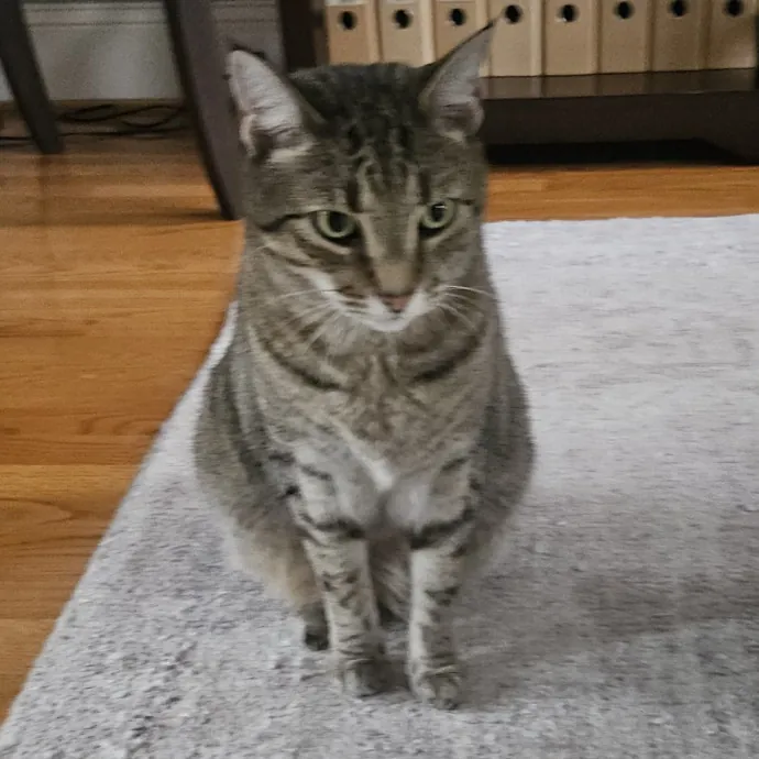 Blue Ribbon Cat Sitter Of Queen City