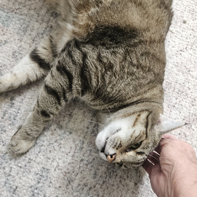 Blue Ribbon Cat Sitter Of Queen City