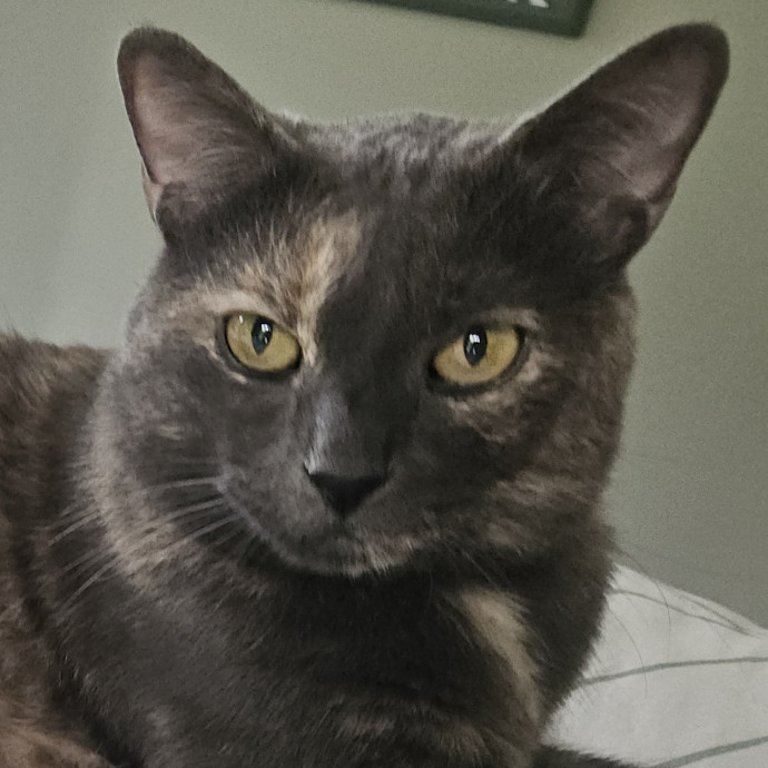 Blue Ribbon Cat Sitter Of Queen City
