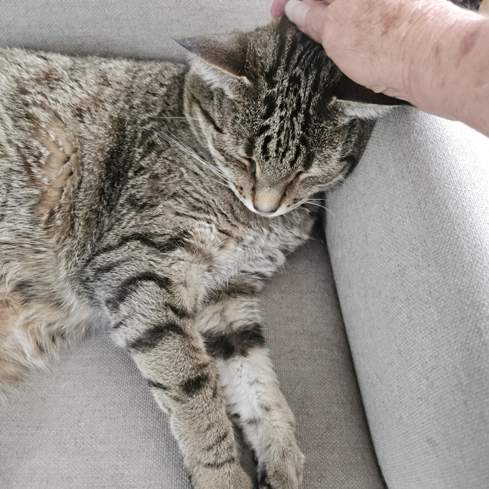 Blue Ribbon Cat Sitter Of Queen City