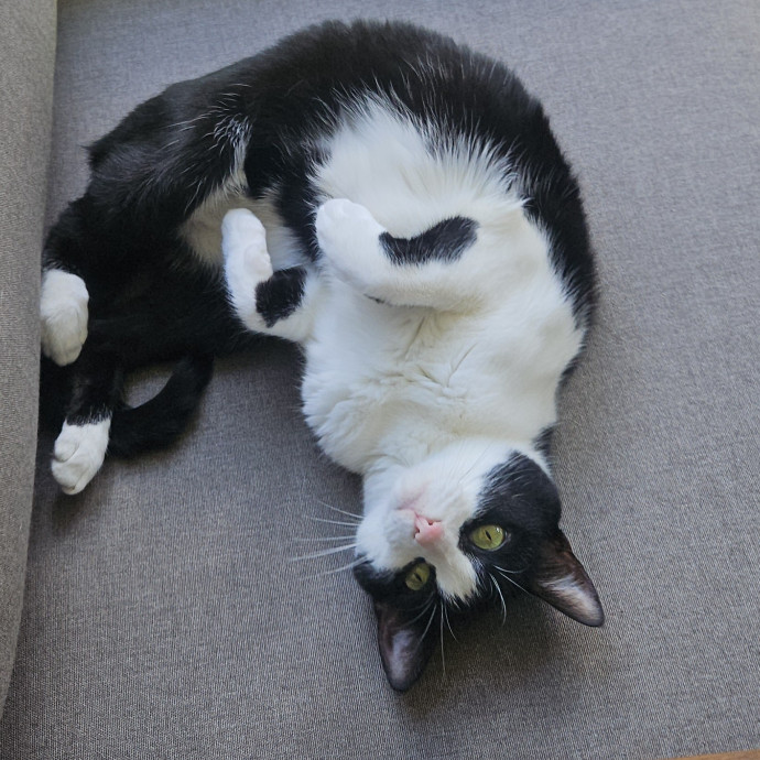 Blue Ribbon Cat Sitter Of Queen City