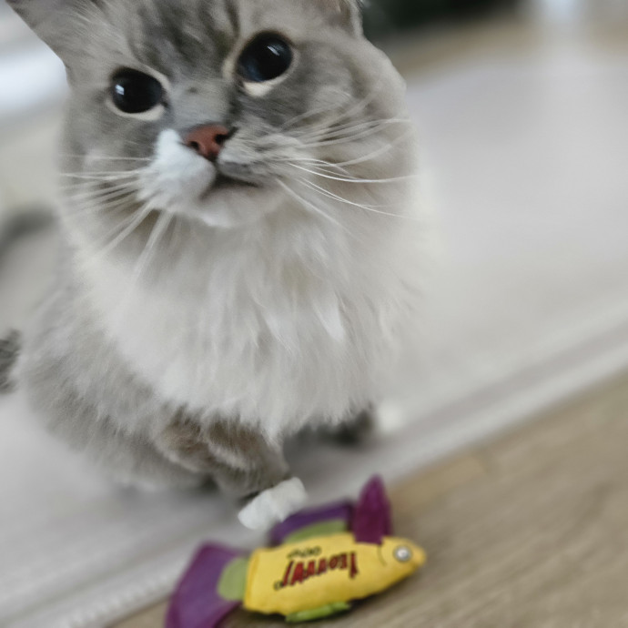 Blue Ribbon Cat Sitter Of Queen City