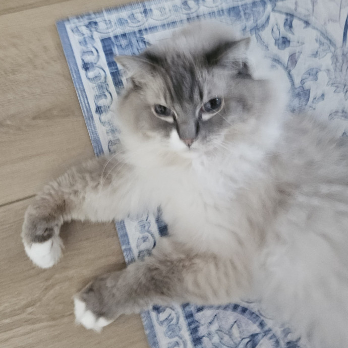 Blue Ribbon Cat Sitter Of Queen City