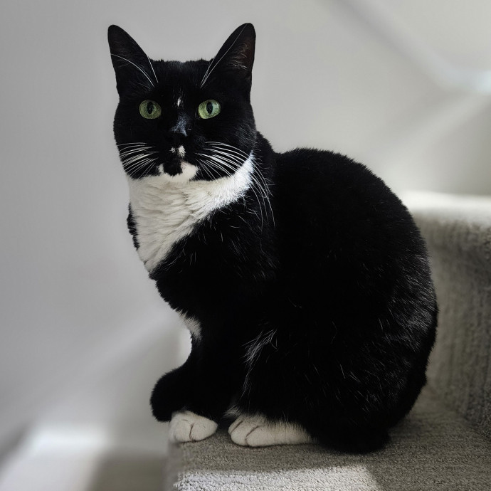 Blue Ribbon Cat Sitter Of Queen City
