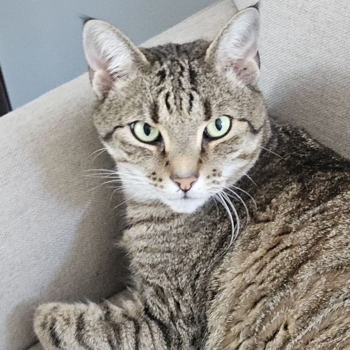 Blue Ribbon Cat Sitter Of Queen City