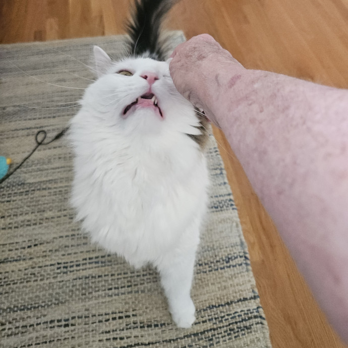 Blue Ribbon Cat Sitter Of Queen City