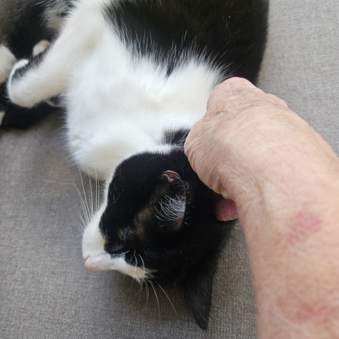 Blue Ribbon Cat Sitter Of Queen City