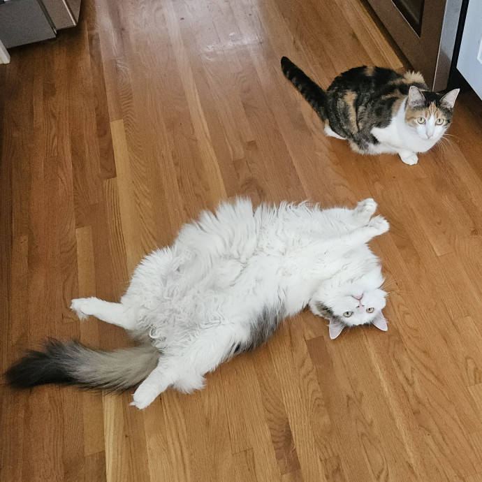 Blue Ribbon Cat Sitter Of Queen City