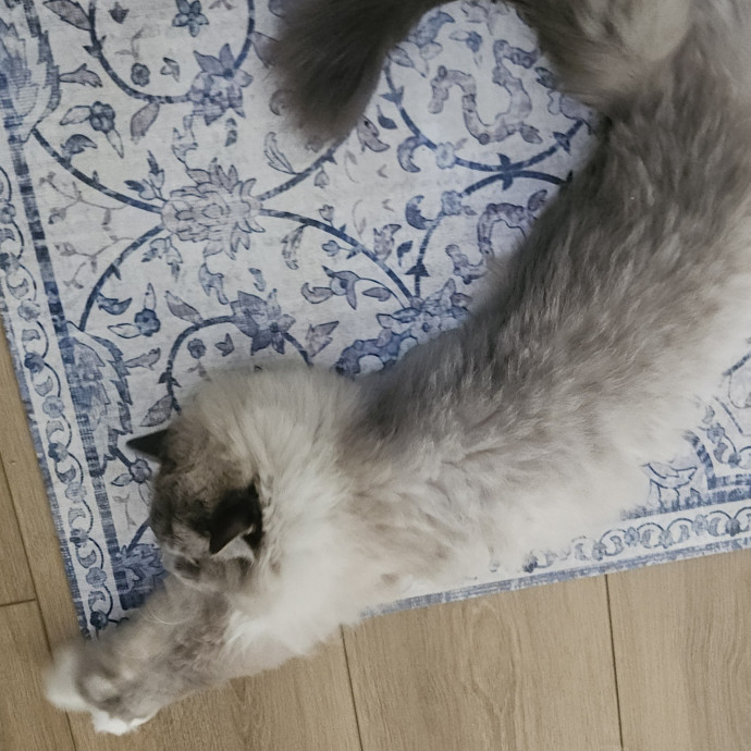 Blue Ribbon Cat Sitter Of Queen City
