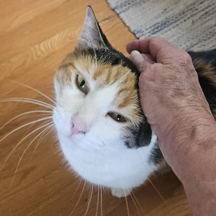 Blue Ribbon Cat Sitter Of Queen City