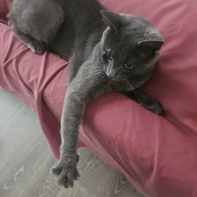 Blue Ribbon Cat Sitter Of Queen City