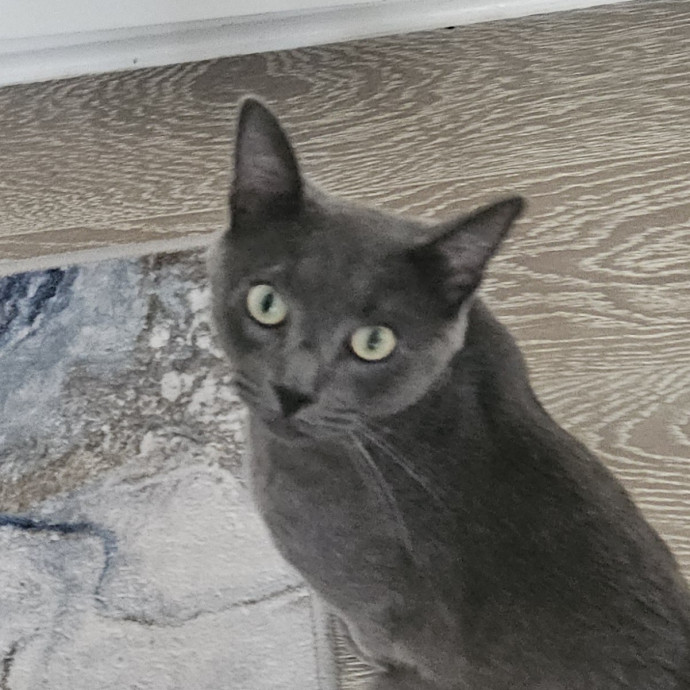 Blue Ribbon Cat Sitter Of Queen City