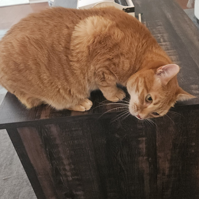 Blue Ribbon Cat Sitter Of Queen City