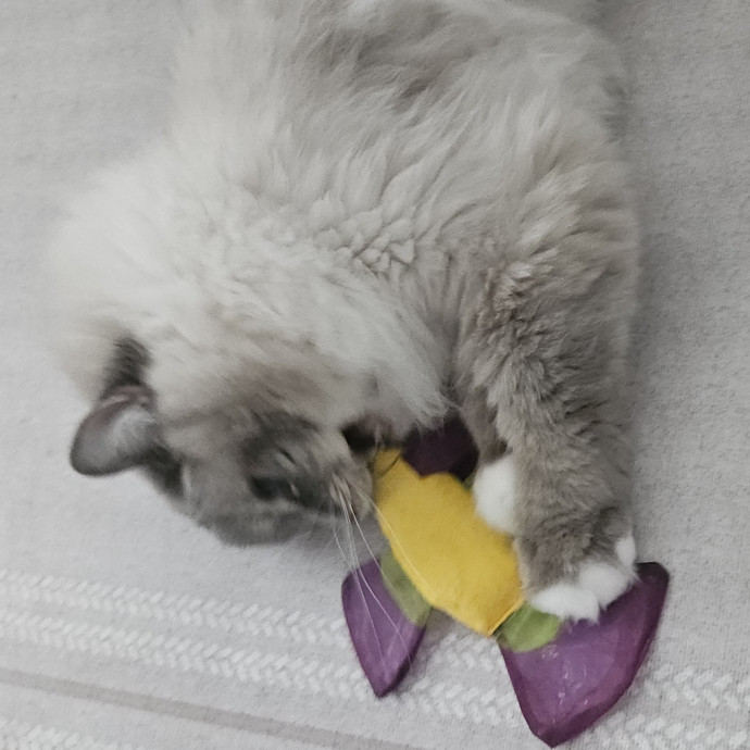Blue Ribbon Cat Sitter Of Queen City