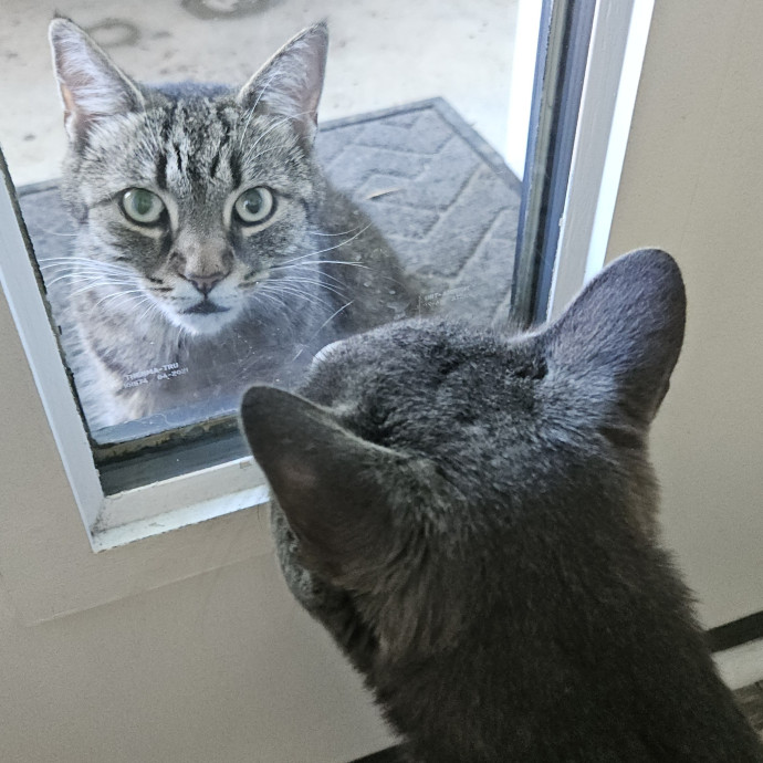 Blue Ribbon Cat Sitter Of Queen City