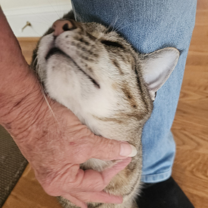 Blue Ribbon Cat Sitter Of Queen City