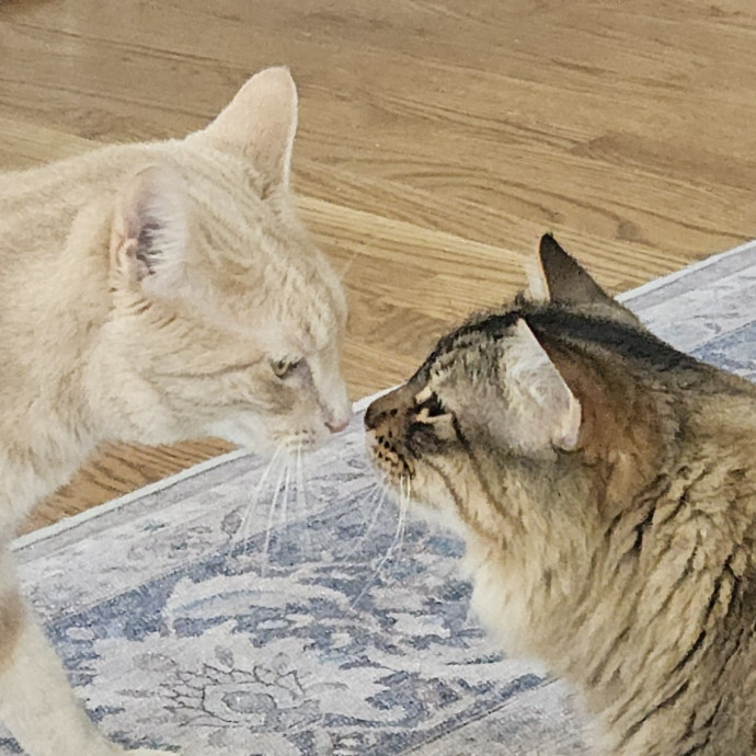 Blue Ribbon Cat Sitter Of Queen City