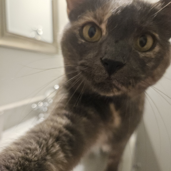 Blue Ribbon Cat Sitter Of Queen City