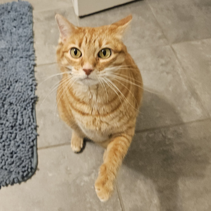 Blue Ribbon Cat Sitter Of Queen City