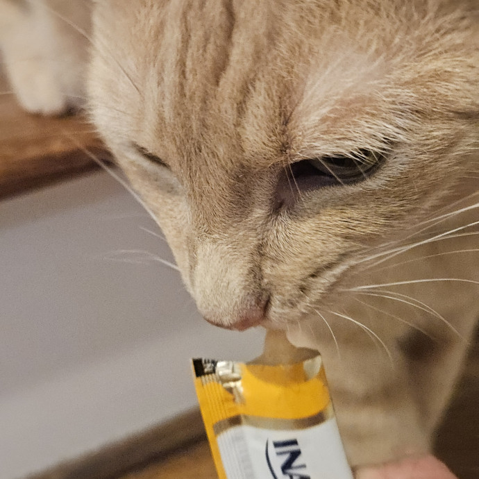 Blue Ribbon Cat Sitter Of Queen City