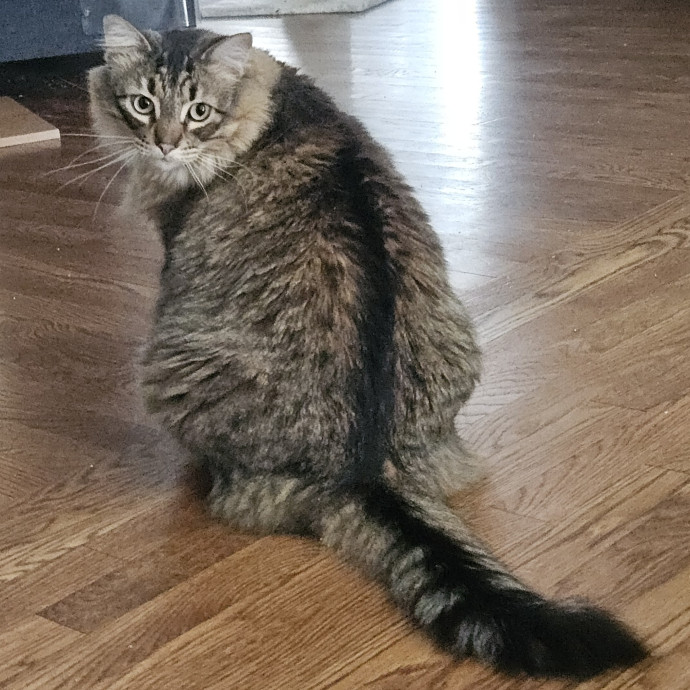 Blue Ribbon Cat Sitter Of Queen City