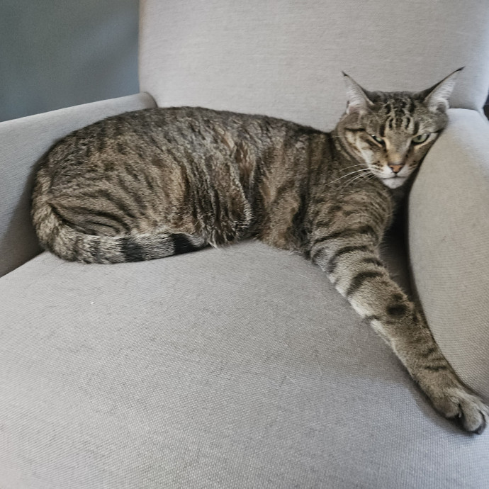 Blue Ribbon Cat Sitter Of Queen City