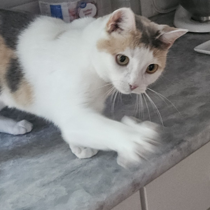 Blue Ribbon Cat Sitter Of Queen City